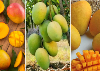 UP’s Mango Scene: 11 varieties you shouldn’t miss this summer