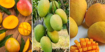 UP’s Mango Scene: 11 varieties you shouldn’t miss this summer