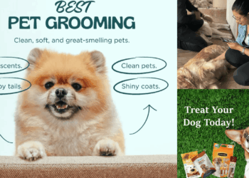 9 Pet Stores in Kanpur that your pet would bookmark if they could